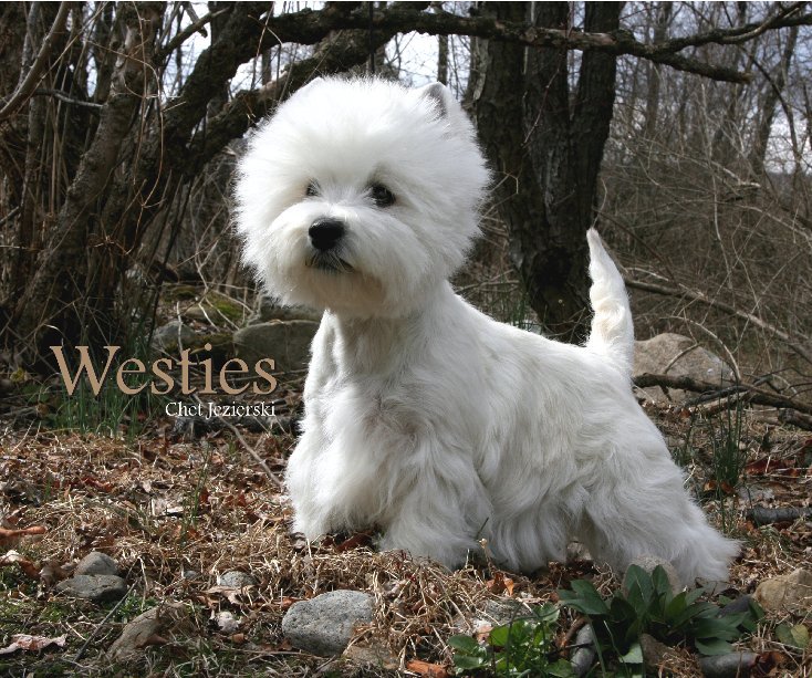 westies by chet jezierski