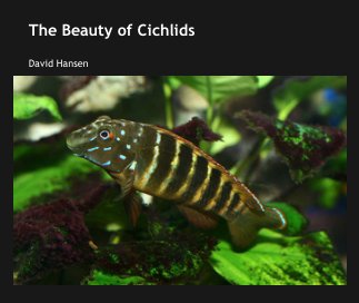 The Beauty of Cichlids book cover