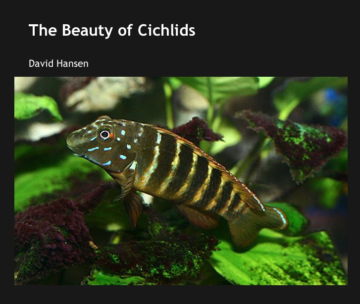 View The Beauty of Cichlids by David Hansen