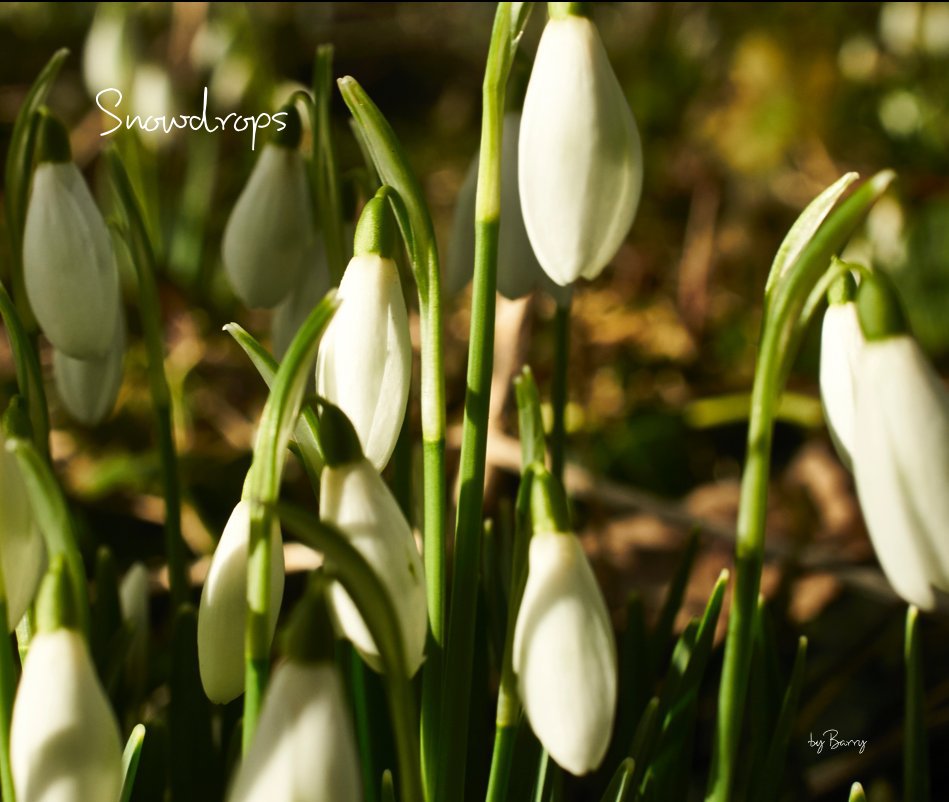View Snowdrops by Barry Hewitt