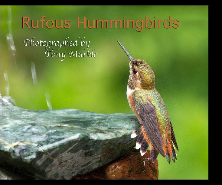 Visualizza Rufous Hummingbirds di Tony Markle