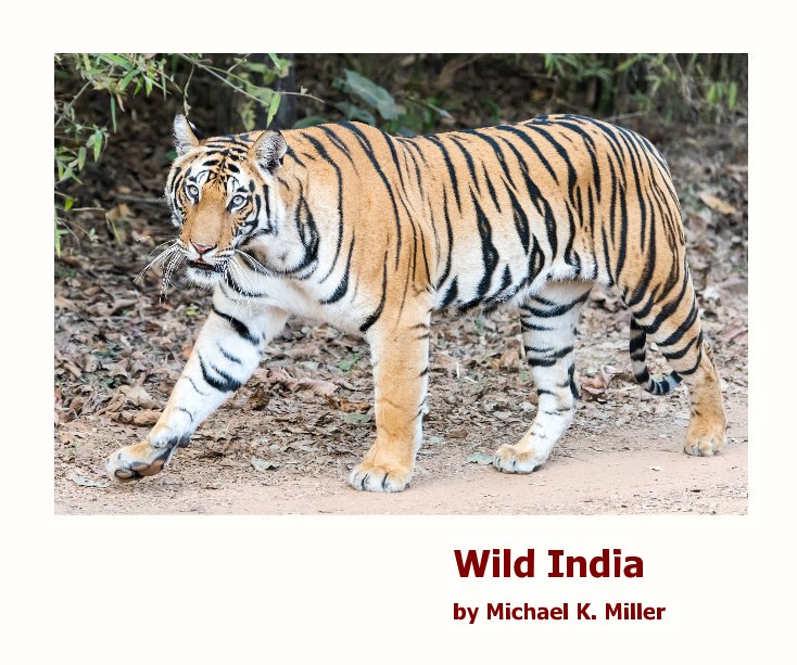 Visualizza Wild India di Michael K. Miller