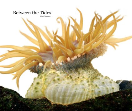Between the Tides book cover