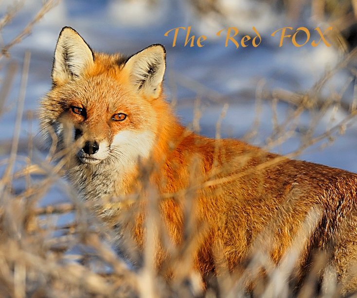 View The Red FOX by Angel Cher