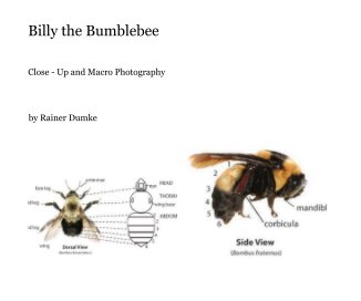 Billy the Bumblebee book cover