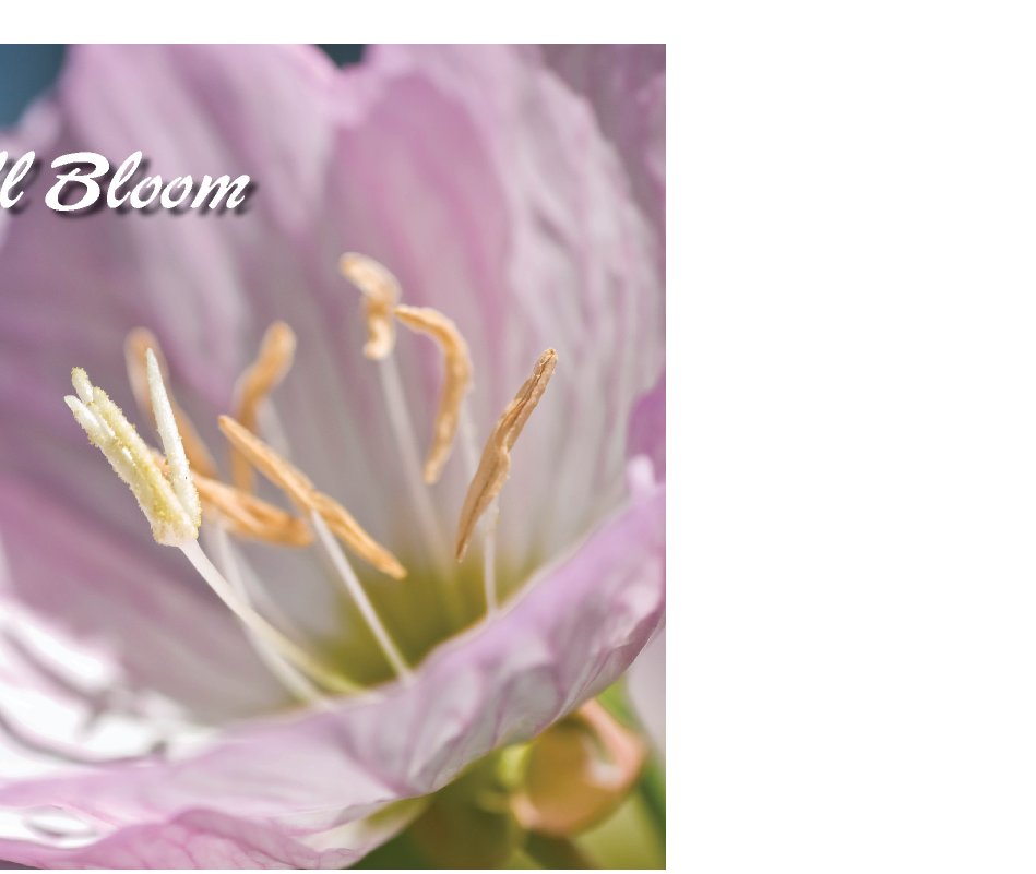 View Flower Photos - Book One by Jingothecat