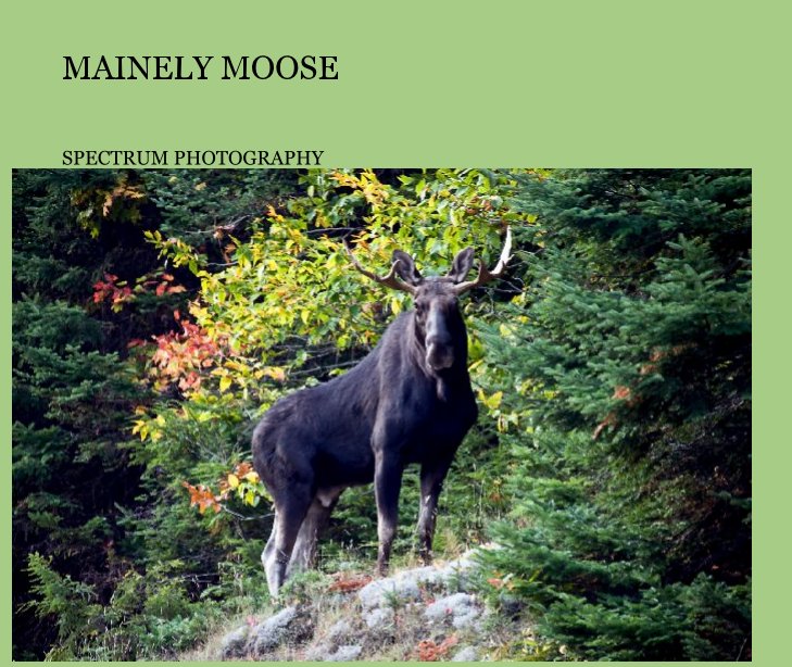 Visualizza Mainely Moose di Spectrum Photography