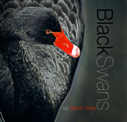 View Black Swans by Steve Orino