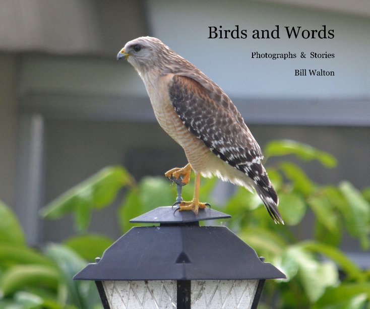 View Birds and Words by Bill Walton