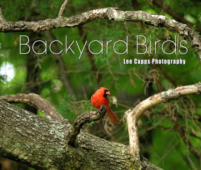 View Backyard Birds by Lee Capps Photography