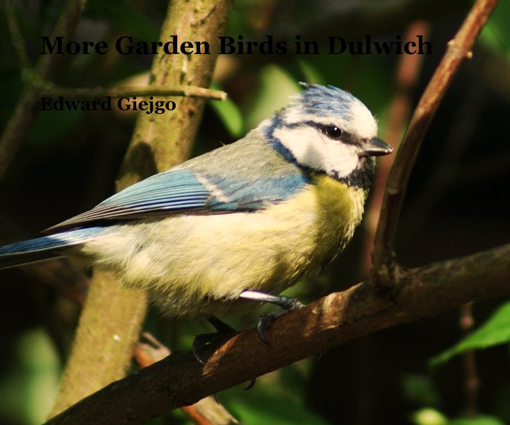 View More Garden Birds in Dulwich by Edward Giejgo