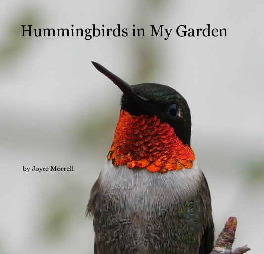 View Hummingbirds in My Garden by Joyce Morrell