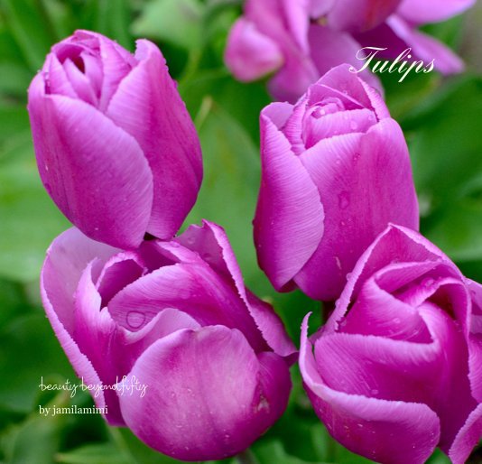 Ver Tulips por jamilamimi