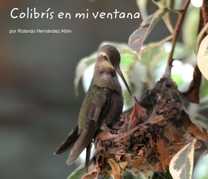 Ver Colibrís en mi ventana por por Rolando Hernández Albin