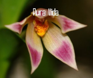 Pura Vida book cover