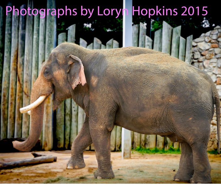 Ver Photographs by Loryn Hopkins por Loryn Hopkins