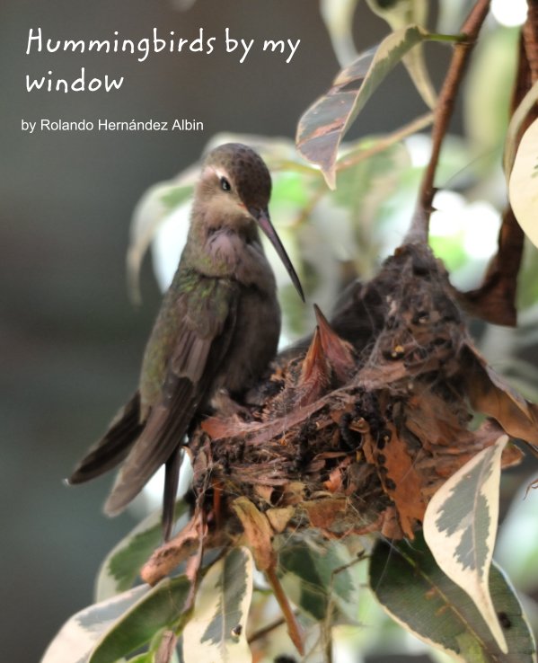 Ver Hummingbirds by my window por Rolando Hernández Albin