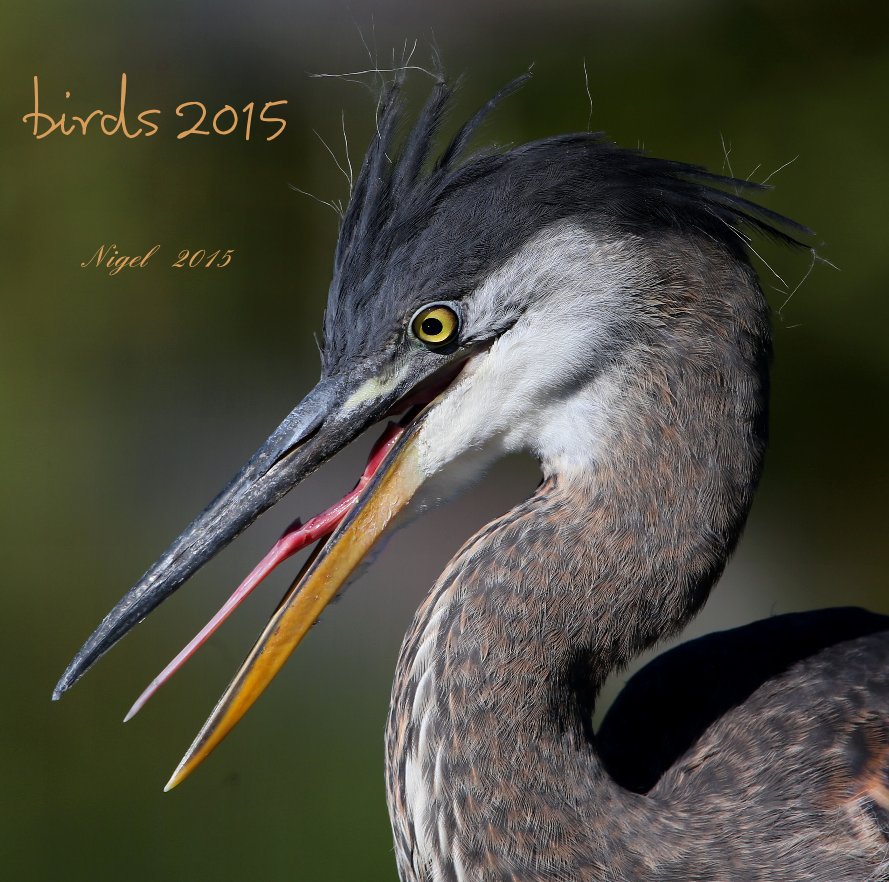 View birds 2015 by Nigel tate