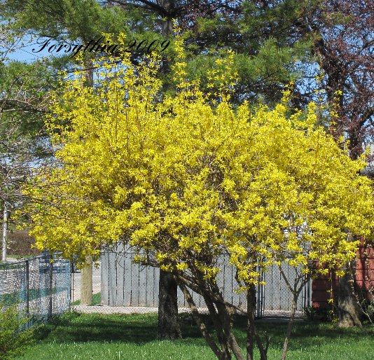 Forsythia 2009 nach JAC anzeigen