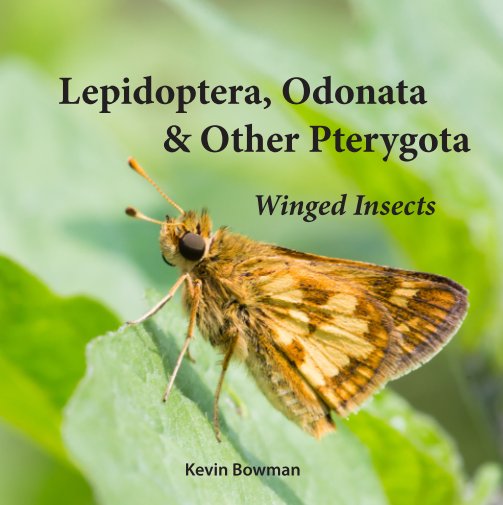 Bekijk Lepidoptera, Odonata & Other Pterygota op Kevin Bowman