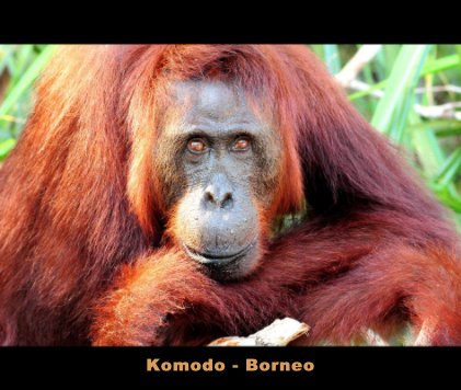 Komodo - Borneo book cover