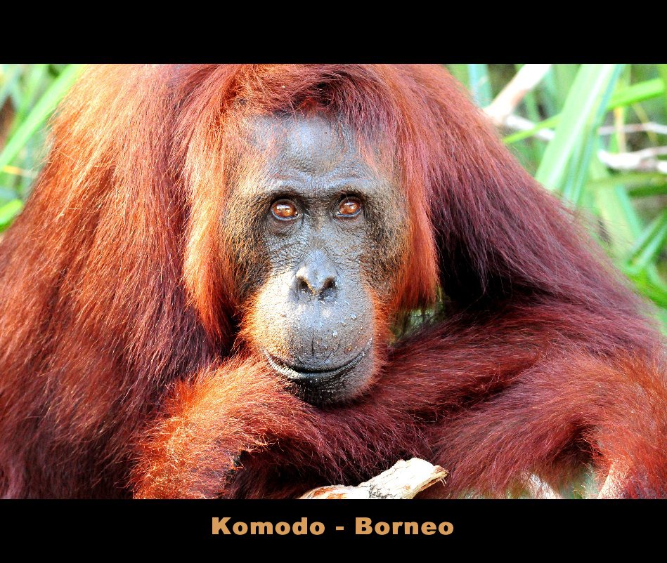 View Komodo - Borneo by di Alberto Landra