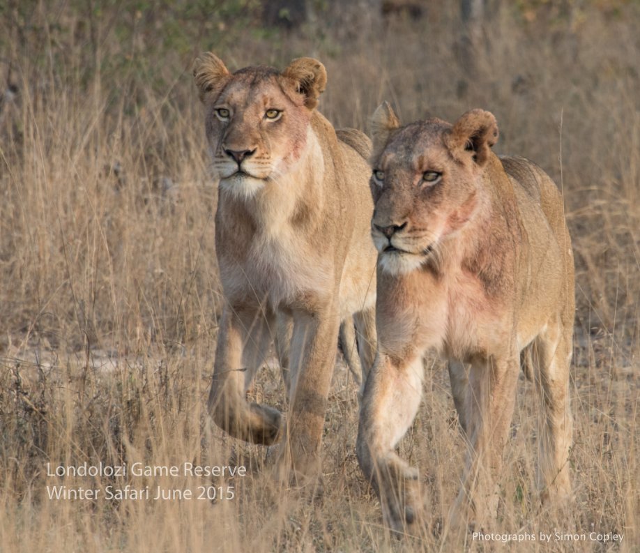 Ver Londolozi Game Reserve por Simon Copley