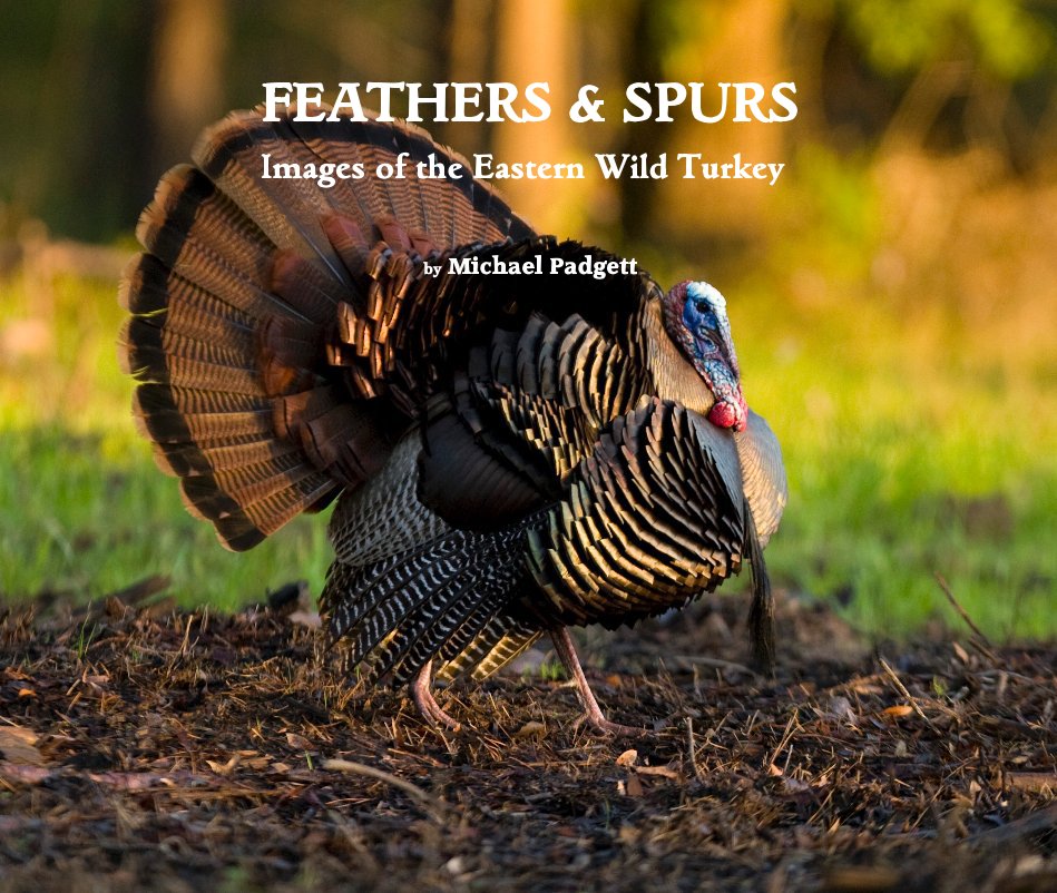 View FEATHERS & SPURS Images of the Eastern Wild Turkey by Michael Padgett