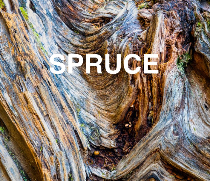 View Spruce by Stacie Feinstein