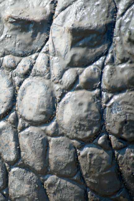 Ver Alive! crocodile skin - Natural and muddy - Photo Art Notebooks by Eva-Lotta Jansson (6 x 9 series) por Eva-Lotta Jansson