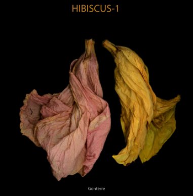 Hibiscus-I book cover