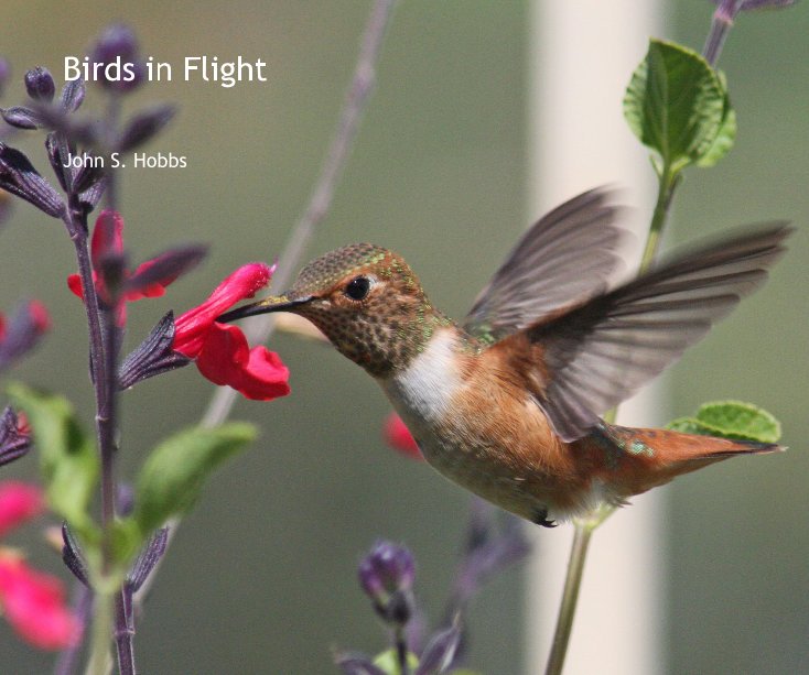 Ver Birds in Flight por John S. Hobbs