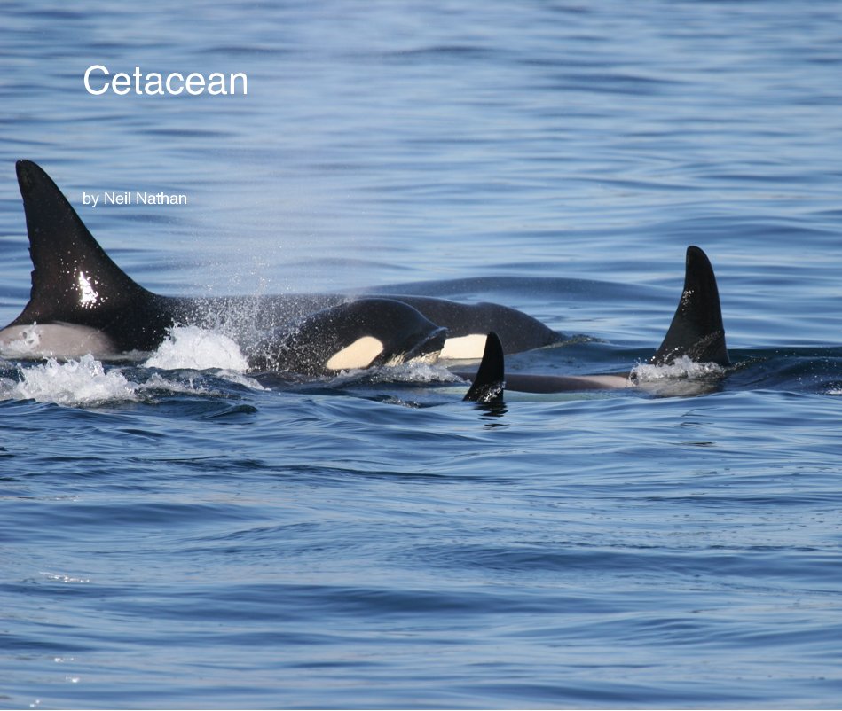 Ver Cetacean por Neil Nathan