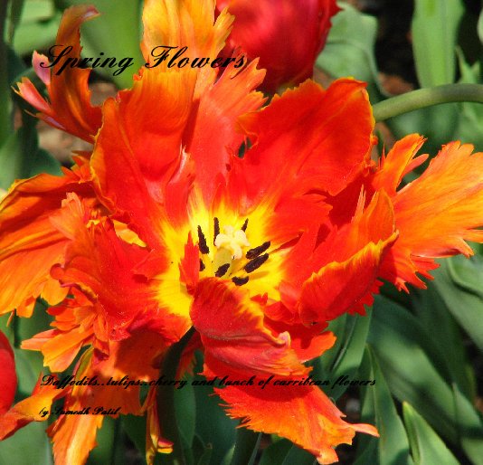 Ver Spring Flowers por Sumedh Patil