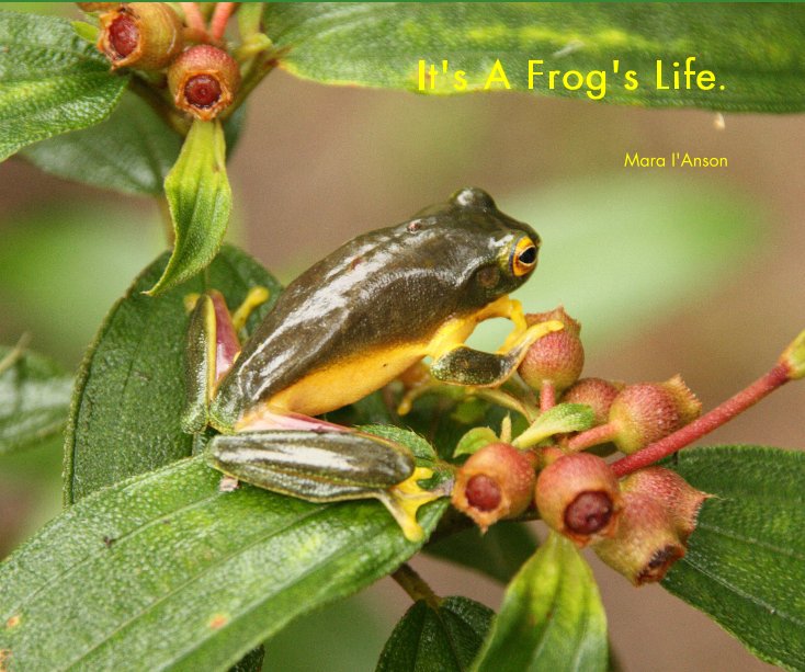 Bekijk It's A Frog's Life. op Mara I'Anson