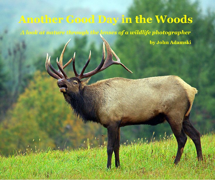 View Another Good Day in the Woods by John Adamski