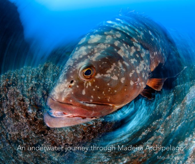 View An underwater journey through Madeira Archipelago by Miguel Pereira