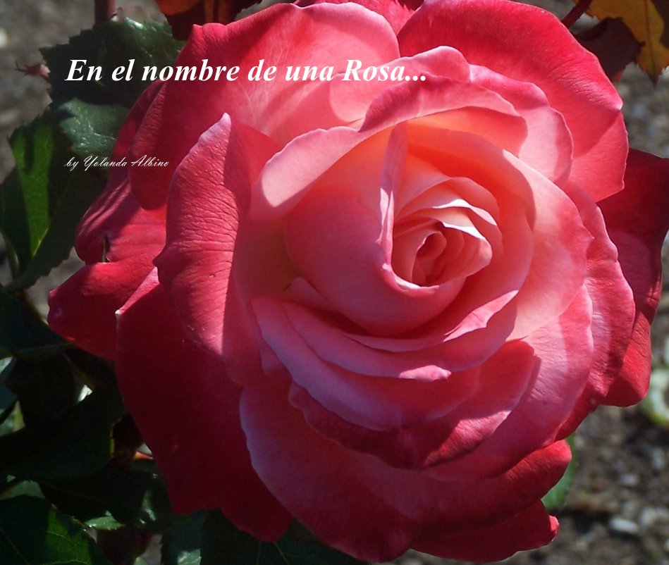 Ver En el nombre de una Rosa... por Yolanda Albino