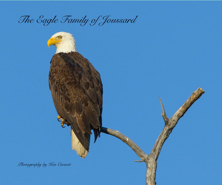 View The Eagle Family of Joussard by Photography by Ken Cornett