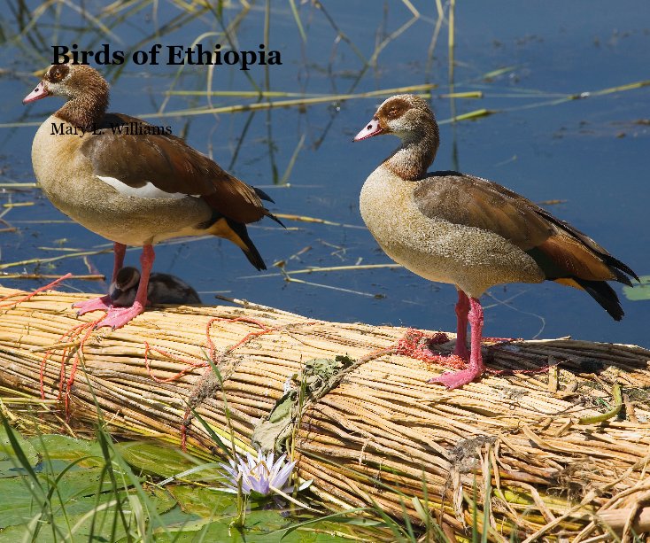 Ver Birds of Ethiopia por Mary L. Williams