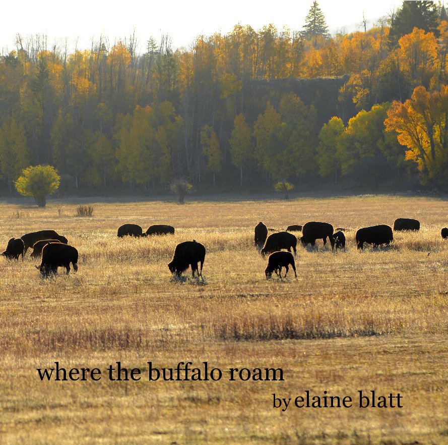 View where the buffalo roam by elaine blatt