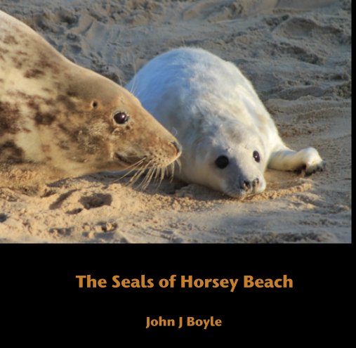 Ver The Seals of Horsey Beach por John J Boyle