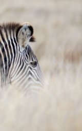 Alive! zebra stripes - Natural - Photo Art Notebooks (5 x 8 series) book cover