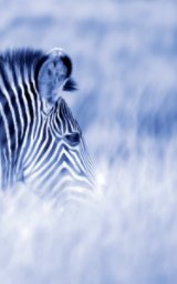 Alive! zebra stripes - Blue duotone - Photo Art Notebooks (5 x 8 series) book cover