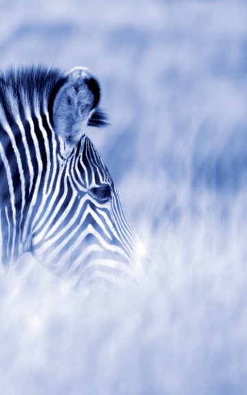 Alive! zebra stripes - Blue duotone - Photo Art Notebooks (5 x 8 series) nach Eva-Lotta Jansson anzeigen