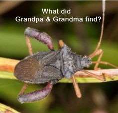 What did Grandpa & Grandma find? book cover