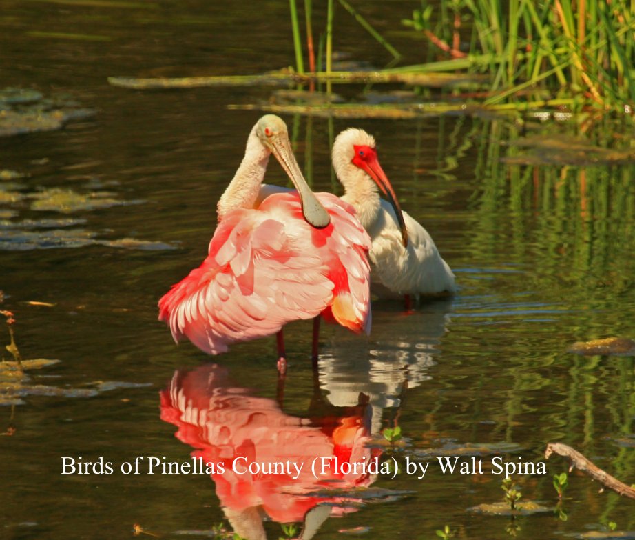Birds of Pinellas County (Florida) nach Walt Spina anzeigen