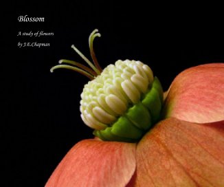 Blossom book cover