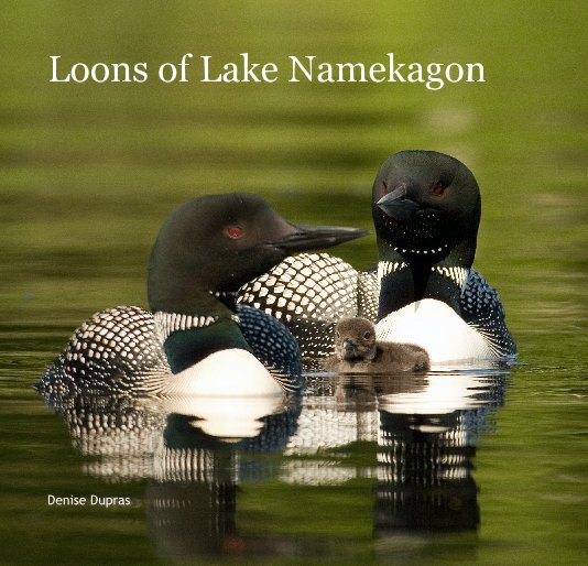 View Loons of Lake Namekagon by Denise Dupras