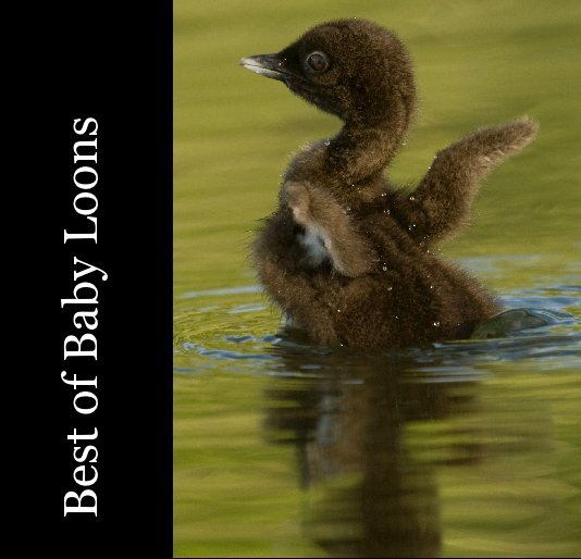 View Best of Baby Loons by Denise Dupras